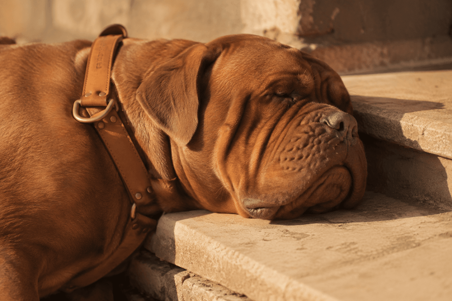 A large brown mastiff resting its head on a stone step in a wide 40 mm leather collar