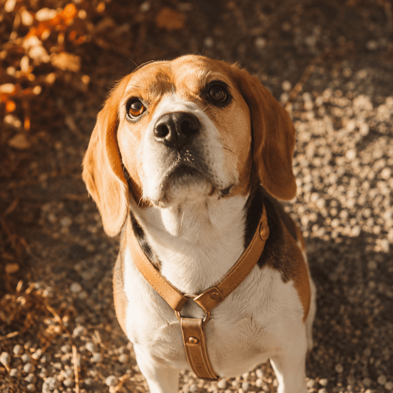 A beagle looking up from a gravel path, a leather tag hanging from its collar