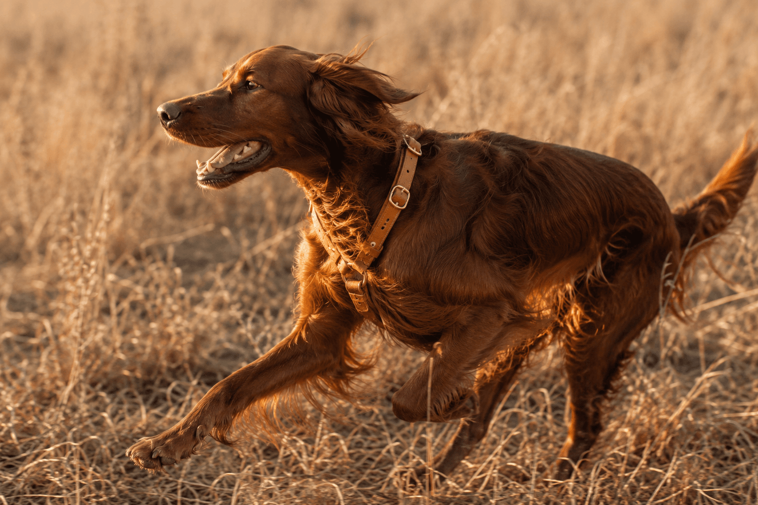 A red setter running through dry grass, a tan leather collar visible at the neck