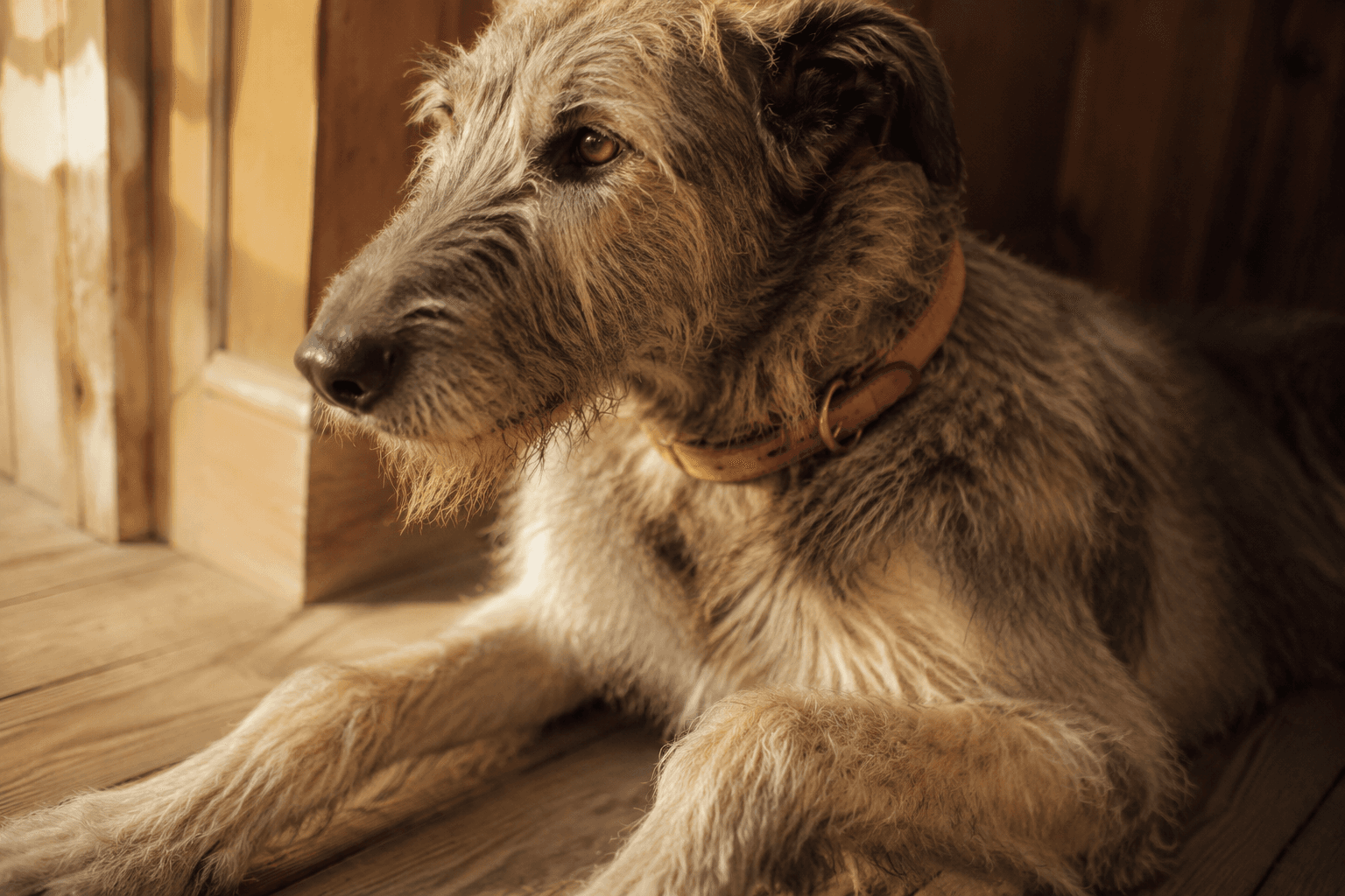 A large grey wolfhound lying across a wooden floor in a wide leather collar